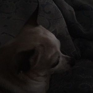 Meet your Posher, Jane